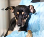MASUBIE - Male Rat Terrier-Unknown Mix Dog for Adoption - Small photo