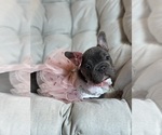 Small #8 French Bulldog