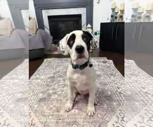 Mutt Dogs for adoption in Germantown, OH, USA