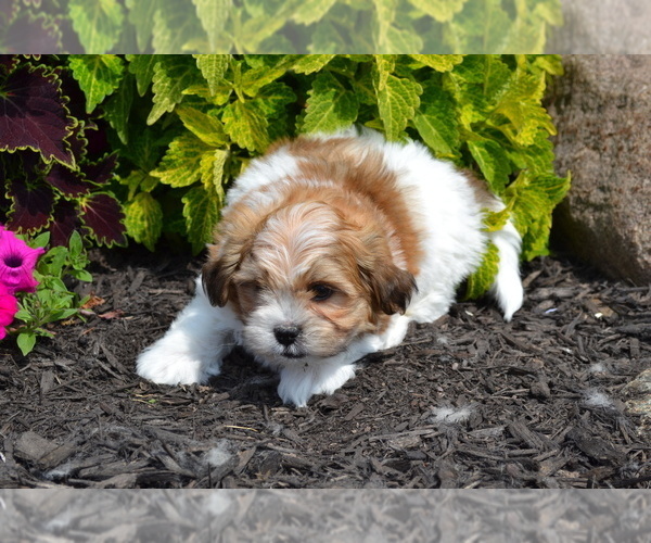 Medium Photo #2 Mal-Shi Puppy For Sale in GREENWOOD, WI, USA