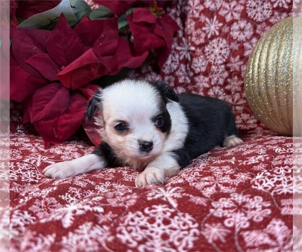 Medium Photo #29 Chihuahua Puppy For Sale in PEMBROKE PINES, FL, USA