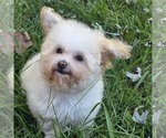 Philip Cheese S - Male Poodle (Toy) Puppy for Sale - Photo #8
