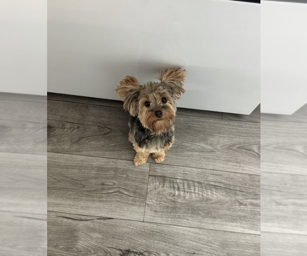 Medium Photo #1 Yorkshire Terrier Puppy For Sale in TAOS, NM, USA