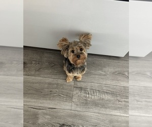 Mother of the Yorkshire Terrier puppies born on 09/27/2025