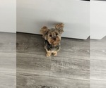 Small Photo #1 Yorkshire Terrier Puppy For Sale in TAOS, NM, USA