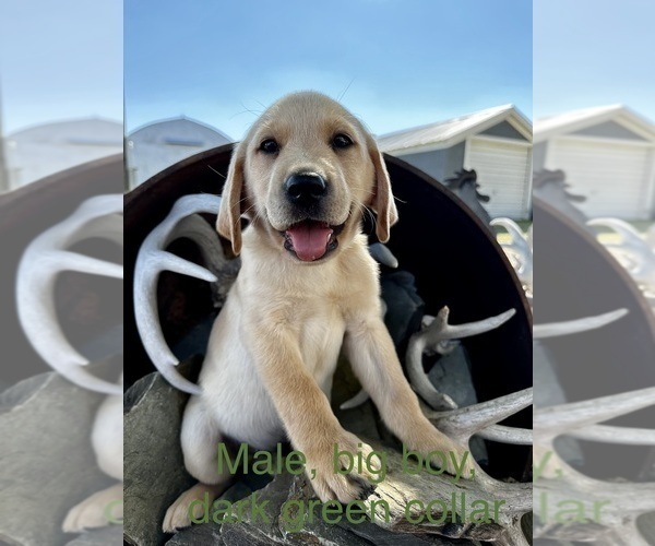 Medium Photo #1 Labrador Retriever Puppy For Sale in BYRON, NE, USA