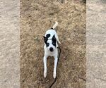 Small #3 American Pit Bull Terrier Mix