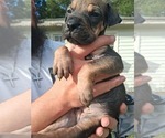 Small Olde English Bulldogge
