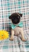 Small Photo #1 Pug Puppy For Sale in EDEN, PA, USA