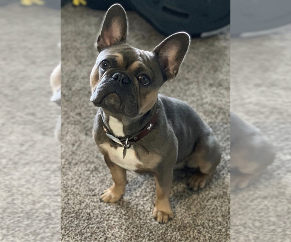 Medium Photo #1 French Bulldog Puppy For Sale in BETHEL PARK, PA, USA