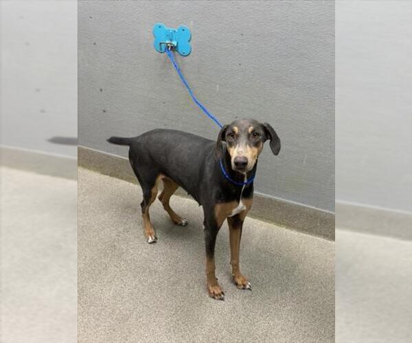 Medium Photo #1 Doberman Pinscher-Unknown Mix Puppy For Sale in Las Vegas, NV, USA