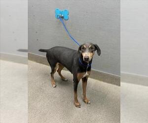 Doberman Pinscher-Unknown Mix Dogs for adoption in Las Vegas, NV, USA