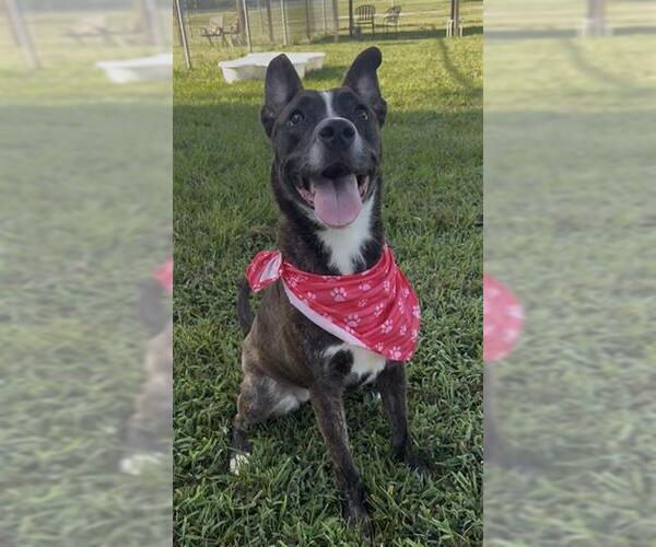 Medium Photo #3 Mutt Puppy For Sale in Rosenberg, TX, USA
