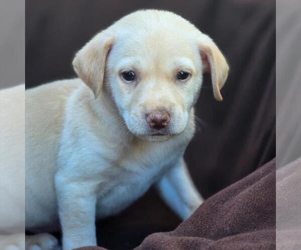 Medium Photo #1 Chihuahua-Unknown Mix Puppy For Sale in San Diego, CA, USA
