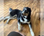 Small #5 Huskies  Mix