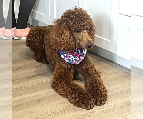 Medium Photo #1 Poodle (Standard) Puppy For Sale in MODESTO, CA, USA
