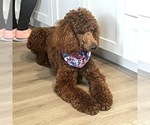 Small Photo #1 Poodle (Standard) Puppy For Sale in MODESTO, CA, USA