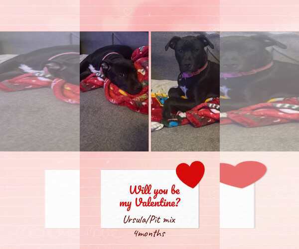 Medium Photo #3 Mutt Puppy For Sale in Jacksonville, NC, USA