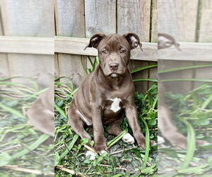 American Pit Bull Terrier-Unknown Mix Dogs for adoption in Wyoming, MI, USA