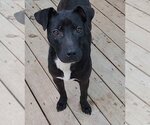Small Photo #18 American Pit Bull Terrier-Labrador Retriever Mix Puppy For Sale in Murfreesboro, NC, USA