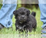 Small #1 Shih Aussie