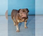 Small #1 Bulldog