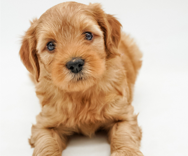 Medium Photo #1 Goldendoodle-Poodle (Miniature) Mix Puppy For Sale in EASLEY, SC, USA