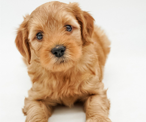 Goldendoodle-Poodle (Miniature) Mix Puppy for sale in EASLEY, SC, USA