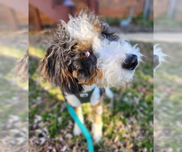 Medium Photo #1 Bernese Mountain Dog-Poodle (Miniature) Mix Puppy For Sale in Cookeville, TN, USA