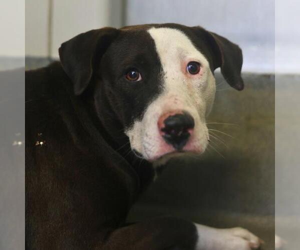 Medium Photo #1 American Staffordshire Terrier-Unknown Mix Puppy For Sale in San Antonio, TX, USA