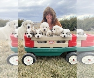 Great Pyrenees Puppy for sale in WILDER, ID, USA