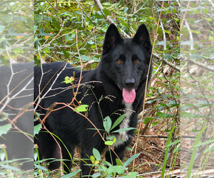 Laredo - Male Mutt Dog for Adoption - Photo #3