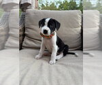 Small Photo #3 Labrador Retriever-Unknown Mix Puppy For Sale in Bryant, AR, USA