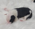 Small #3 Border Collie