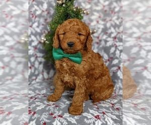 Goldendoodle (Miniature) Puppy for sale in CHRISTIANA, PA, USA