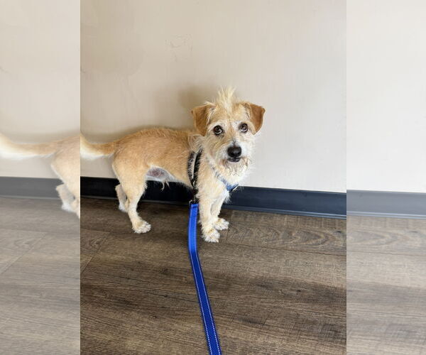 Medium Photo #2 Mutt Puppy For Sale in Mission Viejo, CA, USA