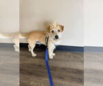 Small #1 Mutt