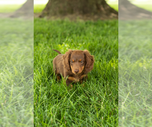 Medium Photo #2 Dachshund Puppy For Sale in BREMEN, IN, USA