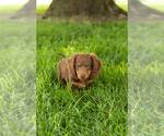 Small #1 Dachshund