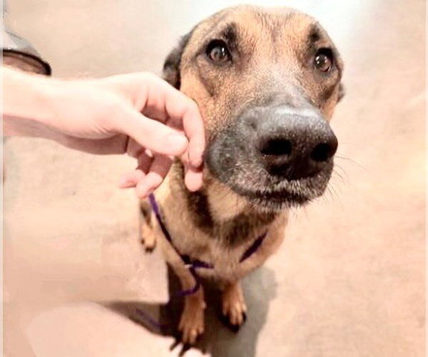 Medium Photo #1 German Shepherd Dog-Unknown Mix Puppy For Sale in Houston, TX, USA