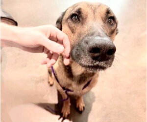 German Shepherd Dog-Unknown Mix Dogs for adoption in Houston, TX, USA
