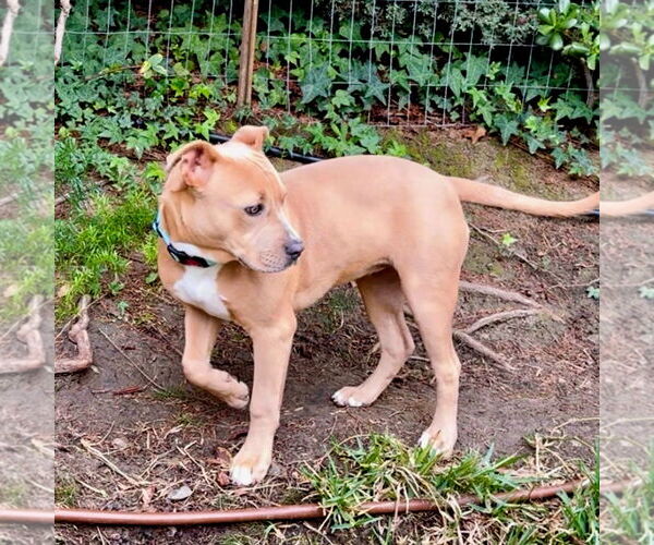 Medium Photo #3 American Staffordshire Terrier-Unknown Mix Puppy For Sale in San Juan Capistrano, CA, USA