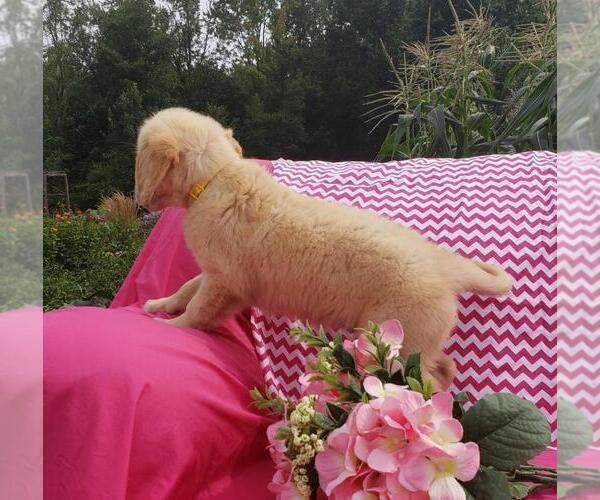 Medium Photo #11 Golden Retriever Puppy For Sale in SHERIDAN, MI, USA
