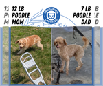 Small #8 Poodle (Miniature)