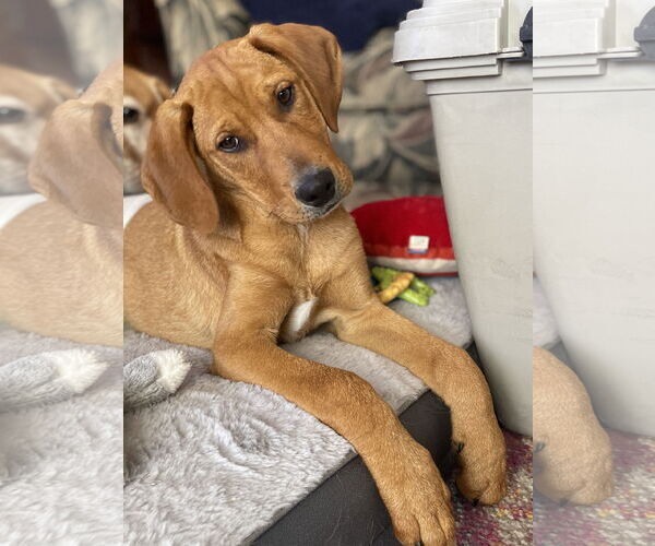 Medium Photo #2 Labrador Retriever-Unknown Mix Puppy For Sale in Warrington, PA, USA