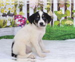 Small Mutt