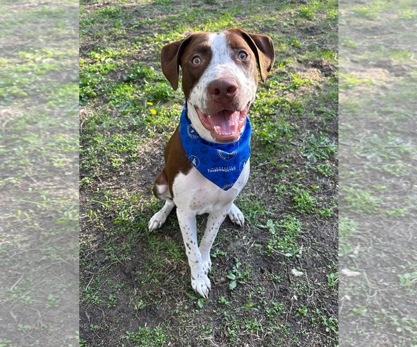 Medium Photo #8 American Pit Bull Terrier-Unknown Mix Puppy For Sale in Minneapolis, MN, USA