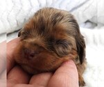 Puppy Puppy 6 Cavalier King Charles Spaniel