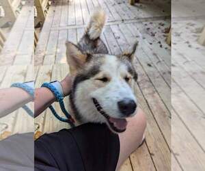 Luka - Male Siberian Husky Dog for Adoption - Photo #5