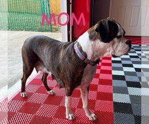 Mother of the Boxer puppies born on 11/07/2025